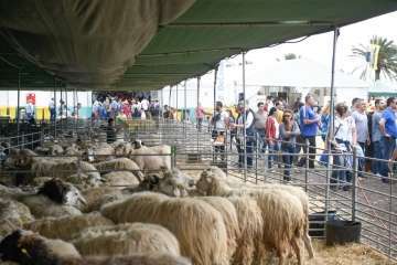 Más de 900 animales en la Feria de Ganado de Gran Canaria (Foto TA)